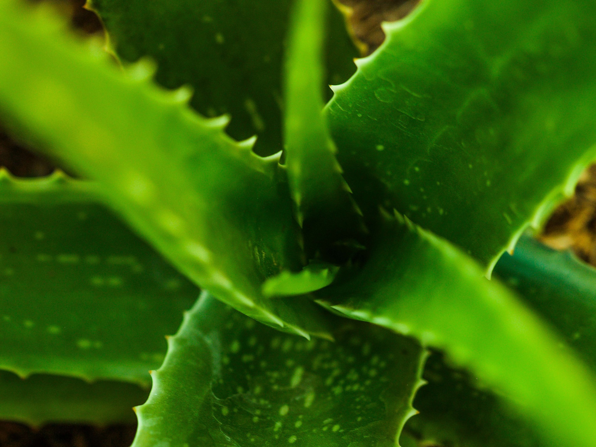 Green Aloe Vera Closeup