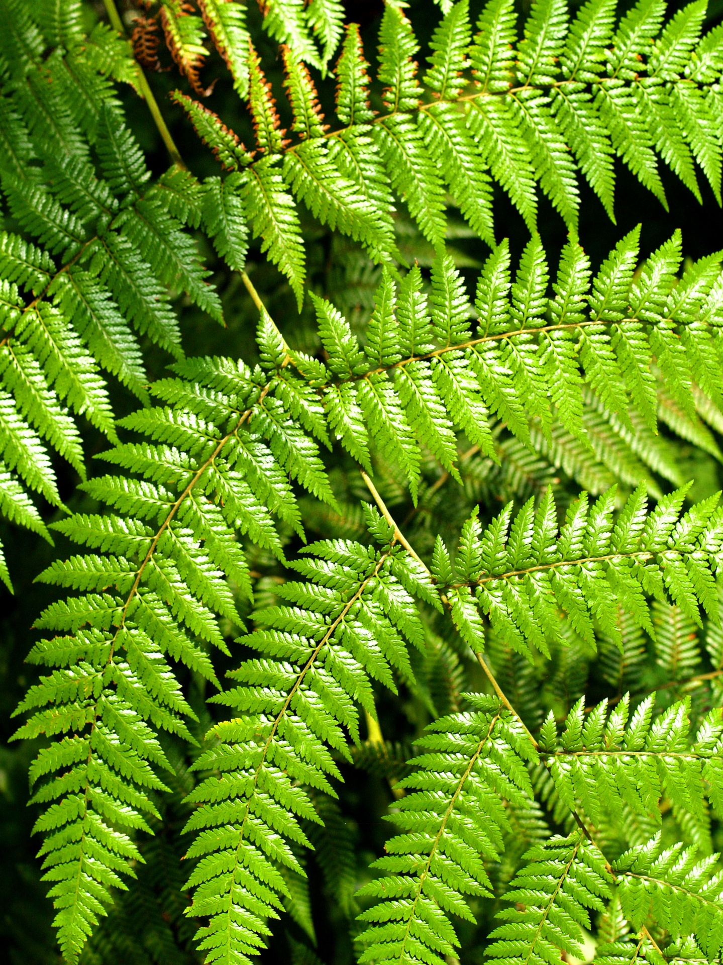 Green Leaves Of Fern Plant