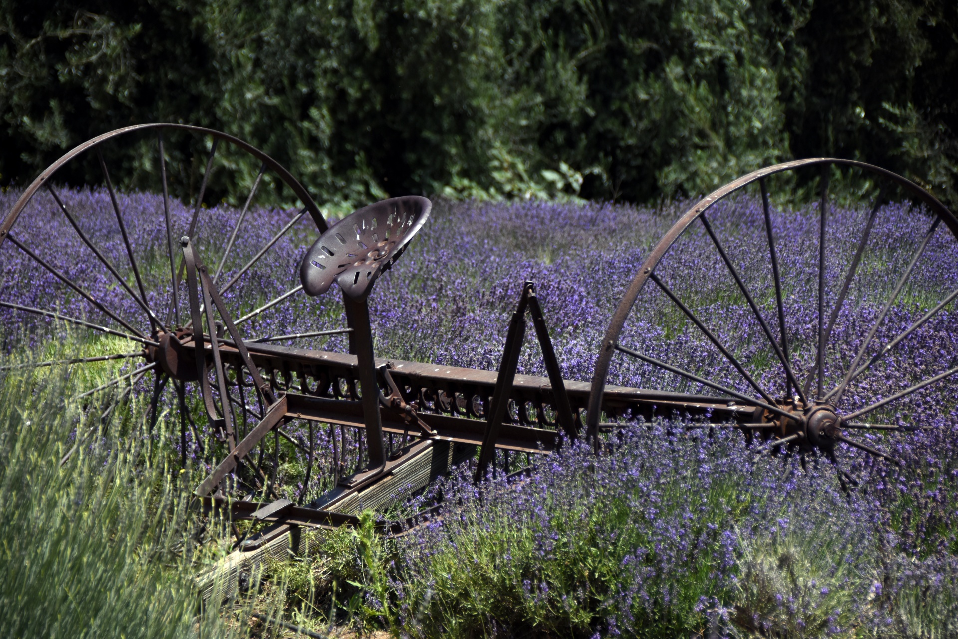 old harvesting wheel and seat of farming equipment in a field of Lavender