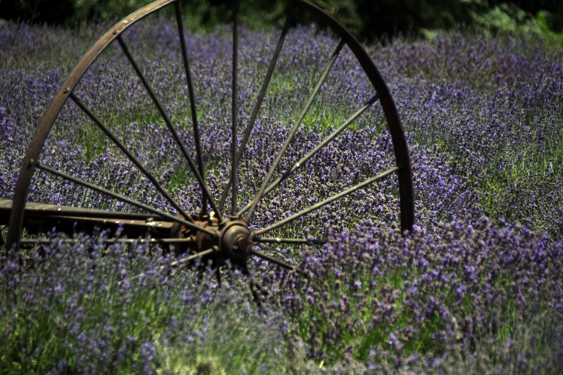 vintage farm wheel in a field of English Lavender