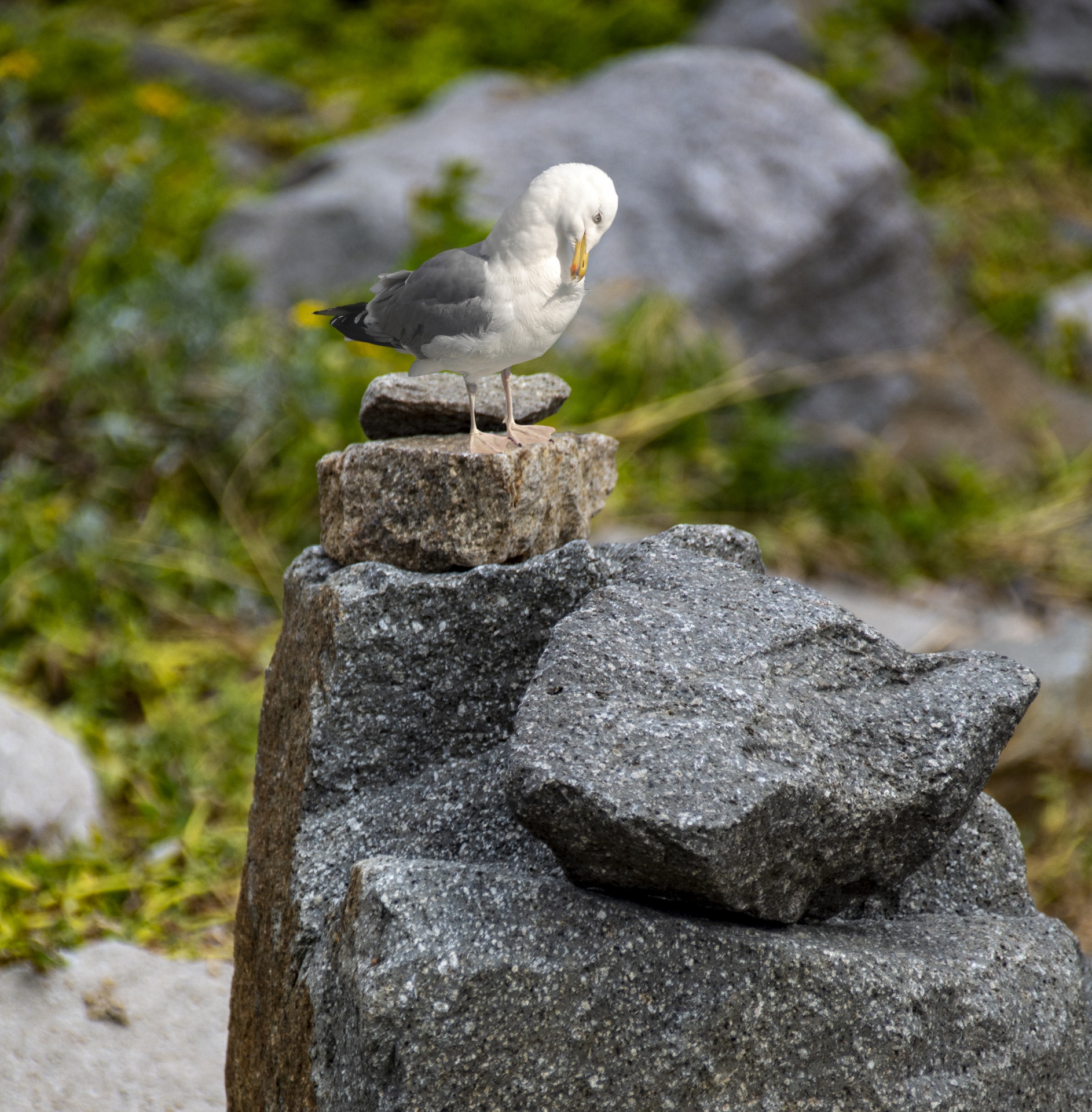 Zen Seagull