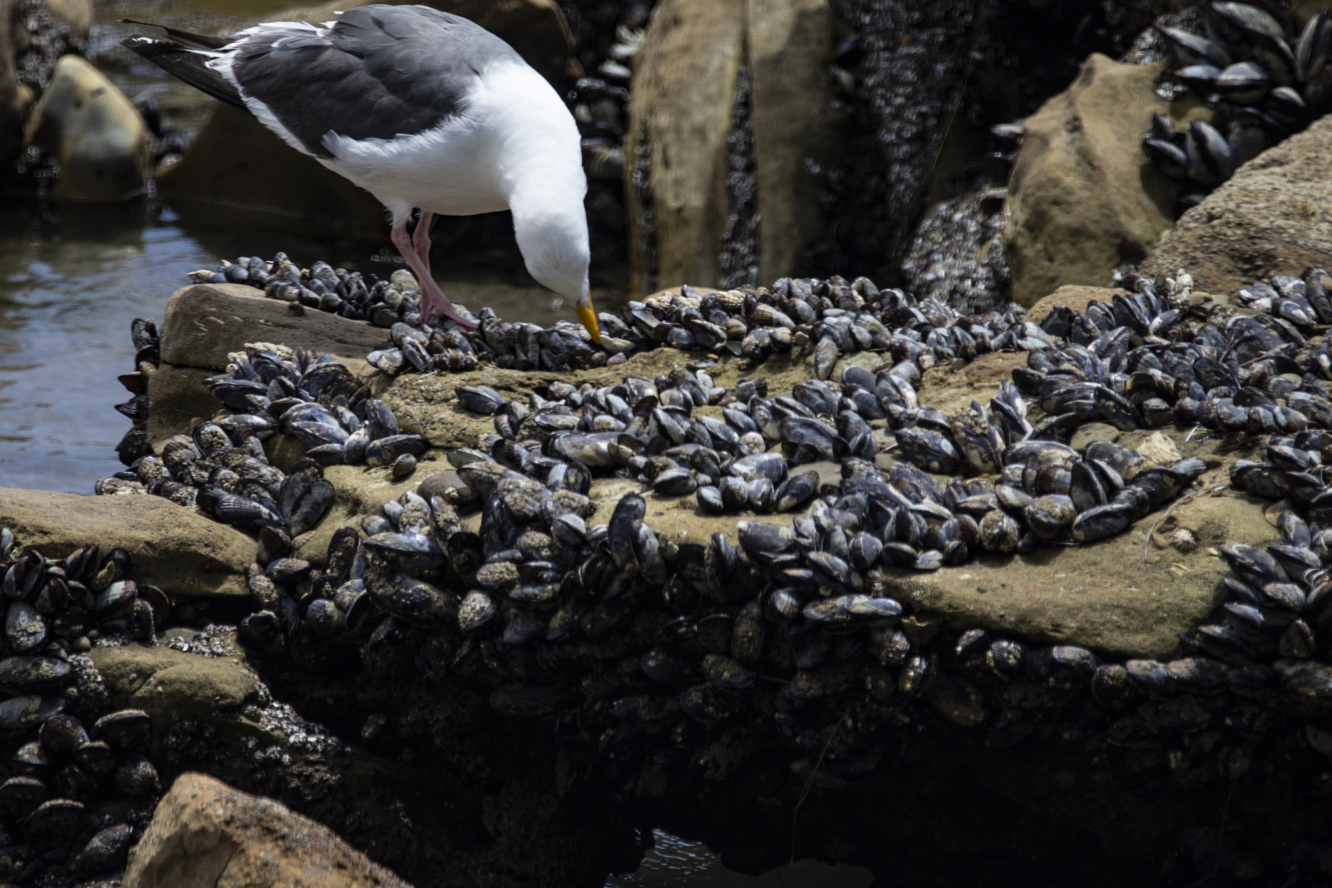 seagull eating insides of mussel shells
