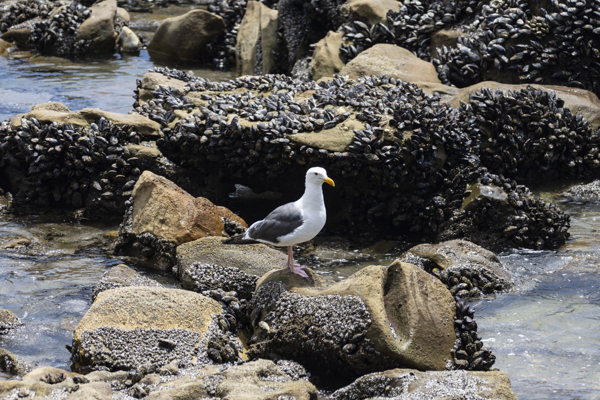seagull sitting among rocks covered with mussel shells