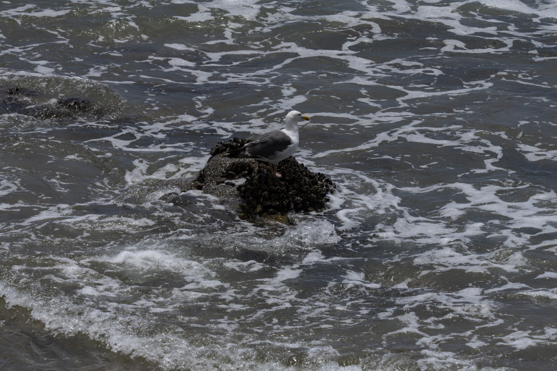 seagull on small mussel covered rock in shallow ocean waters