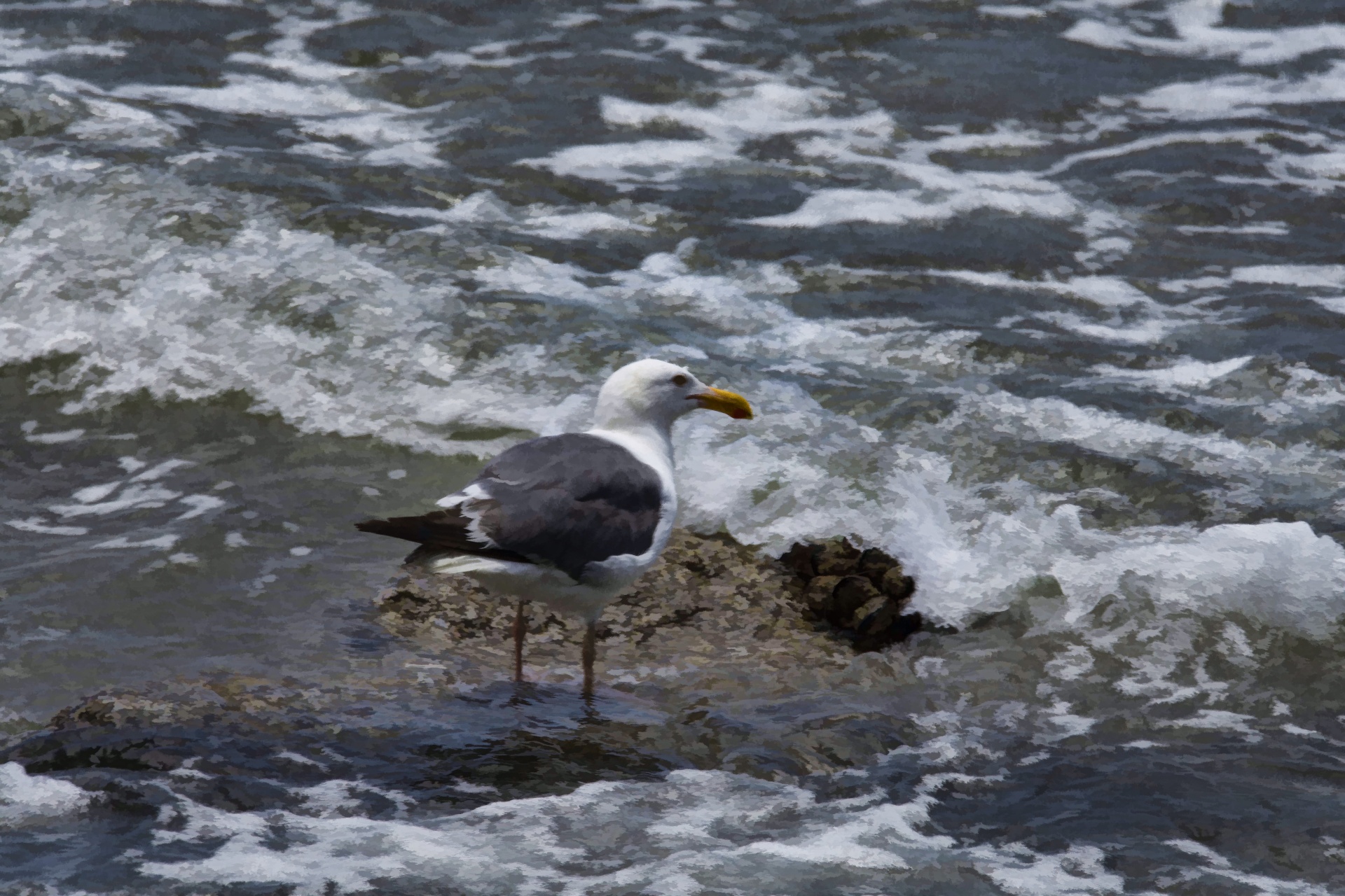 seagull on small mussel covered rock in shallow ocean waters