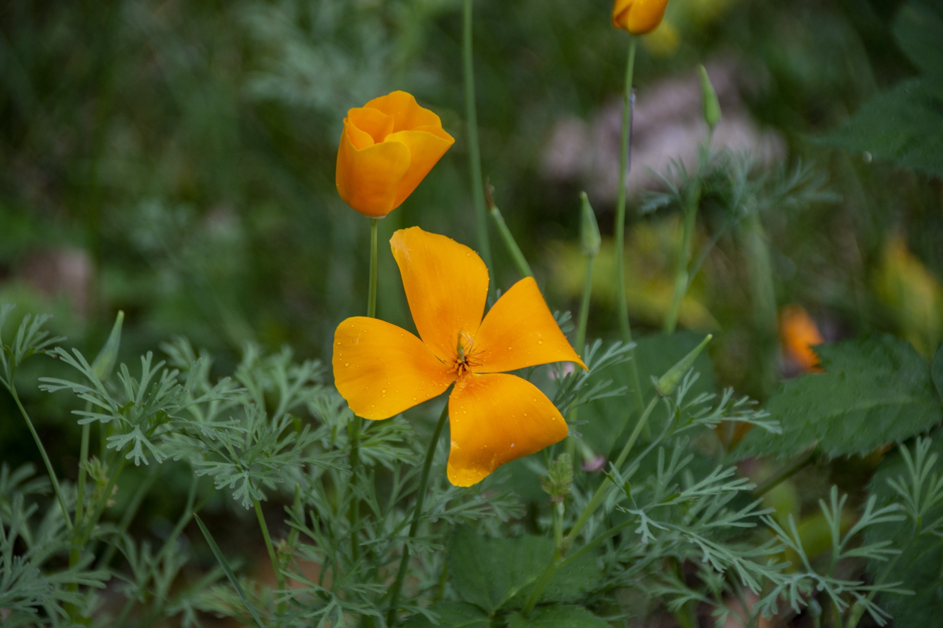 small delicate poppies