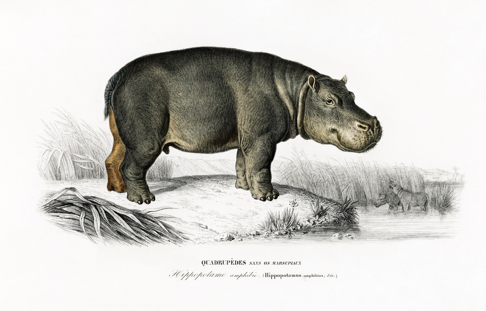 Hippo Wild Animal Africa Vintage