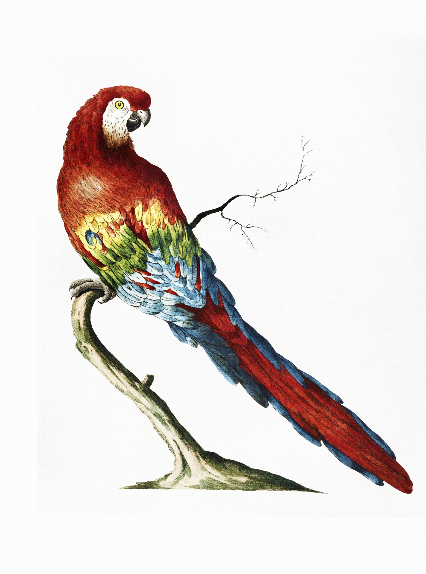 Parrot Cockatoo Macaw Vintage