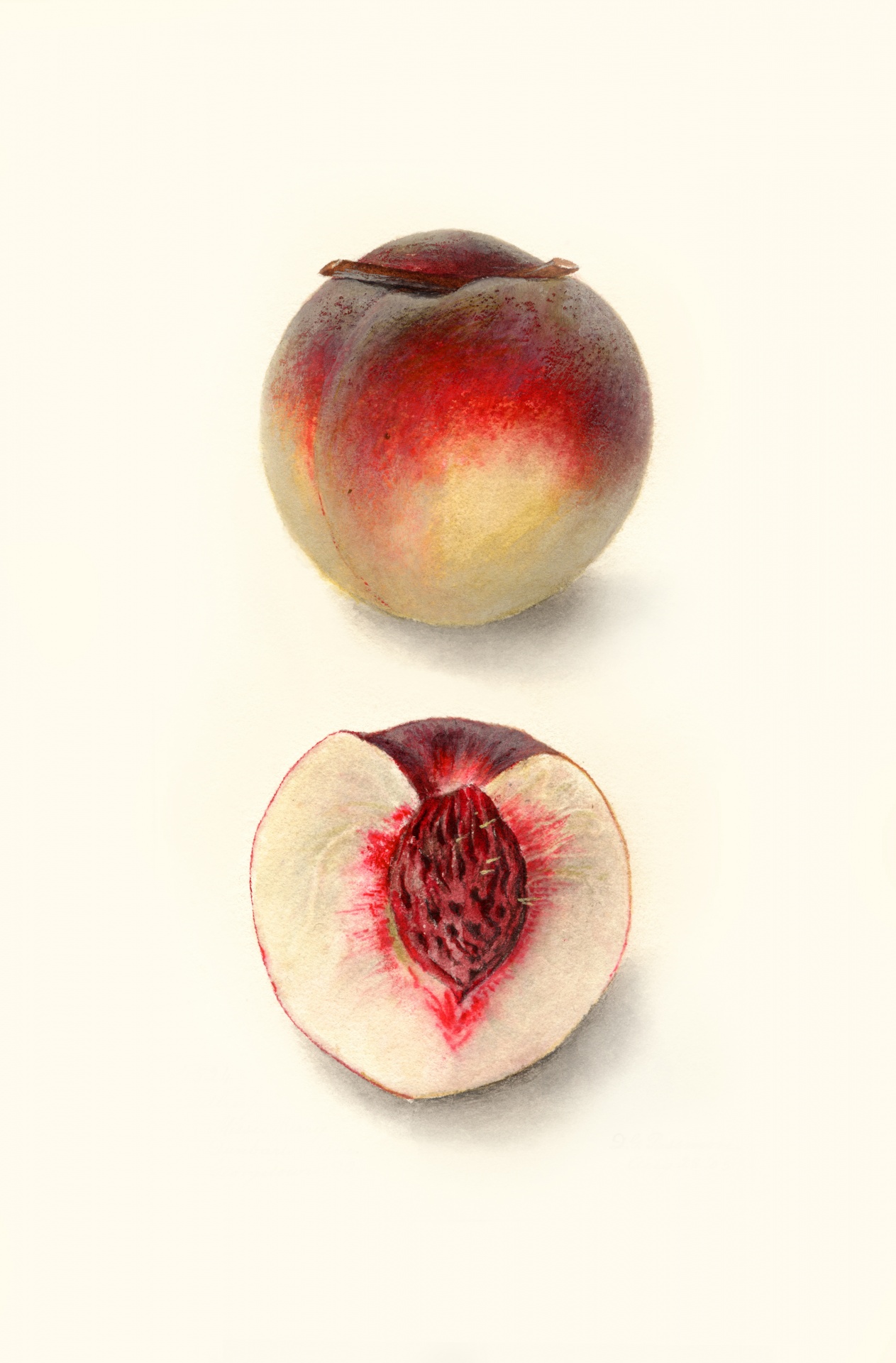 Peach Fruit Fruit Vintage