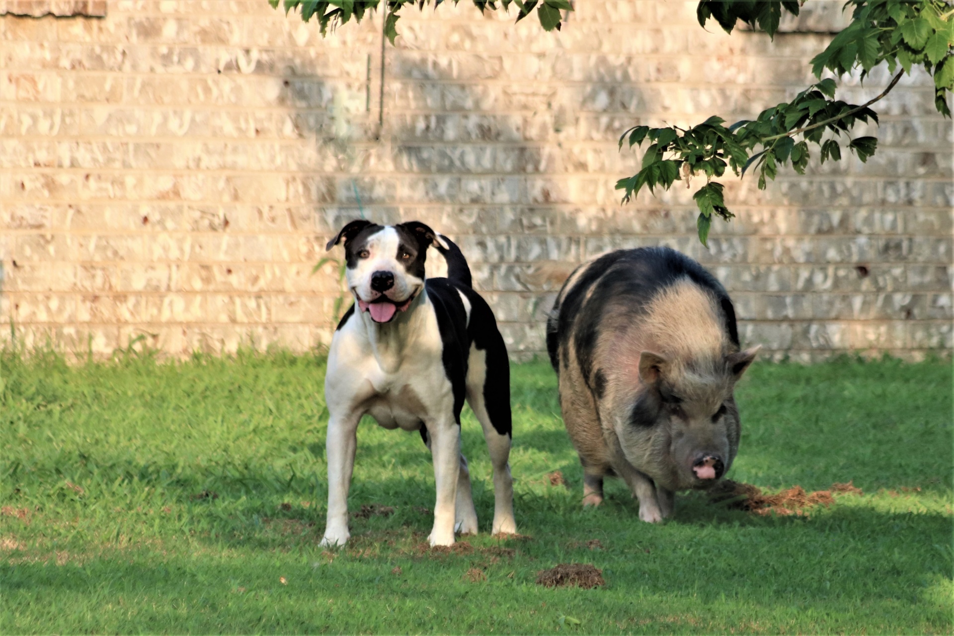 Pot-bellied Pig And Dog
