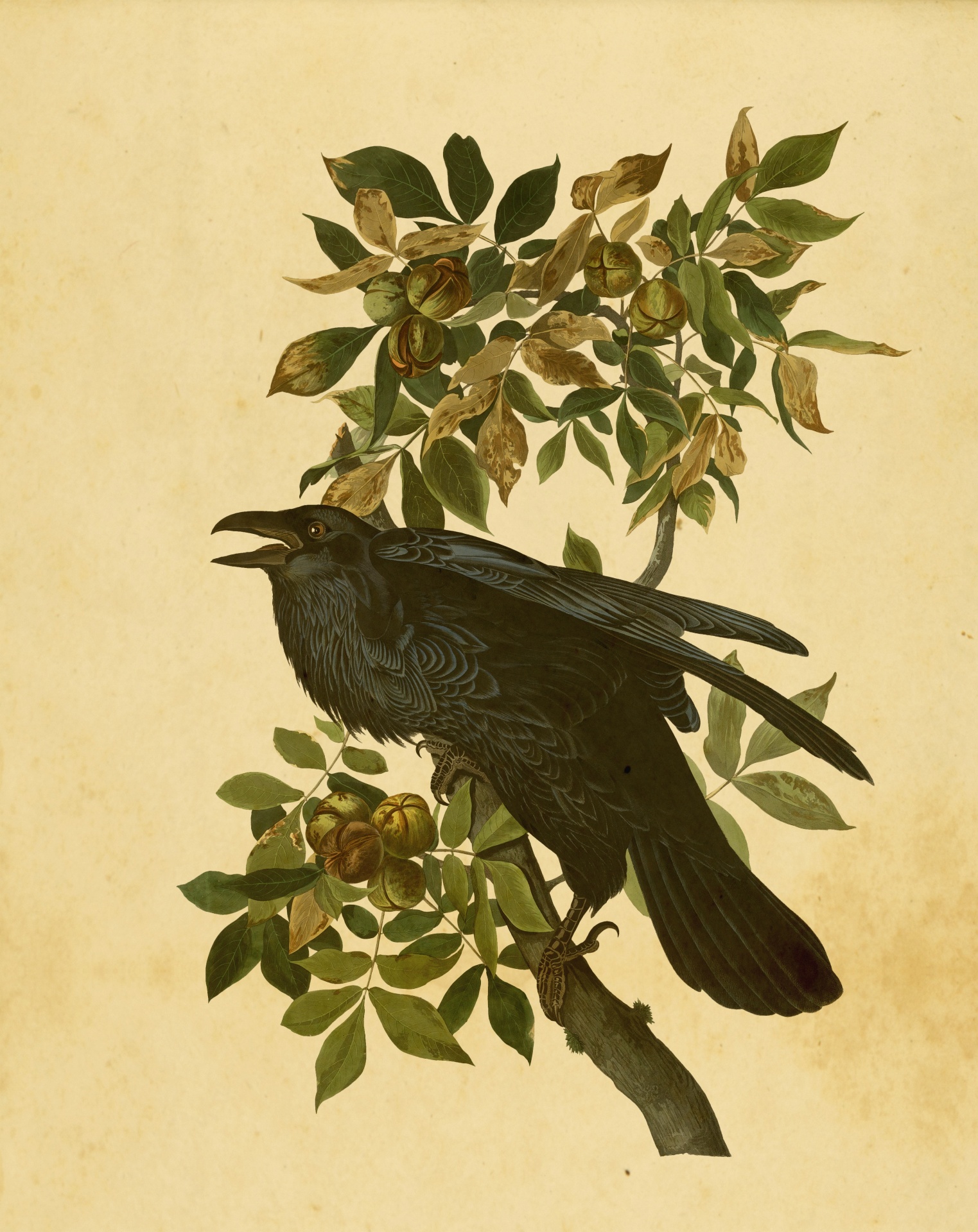 Raven Painting Antique Paper
