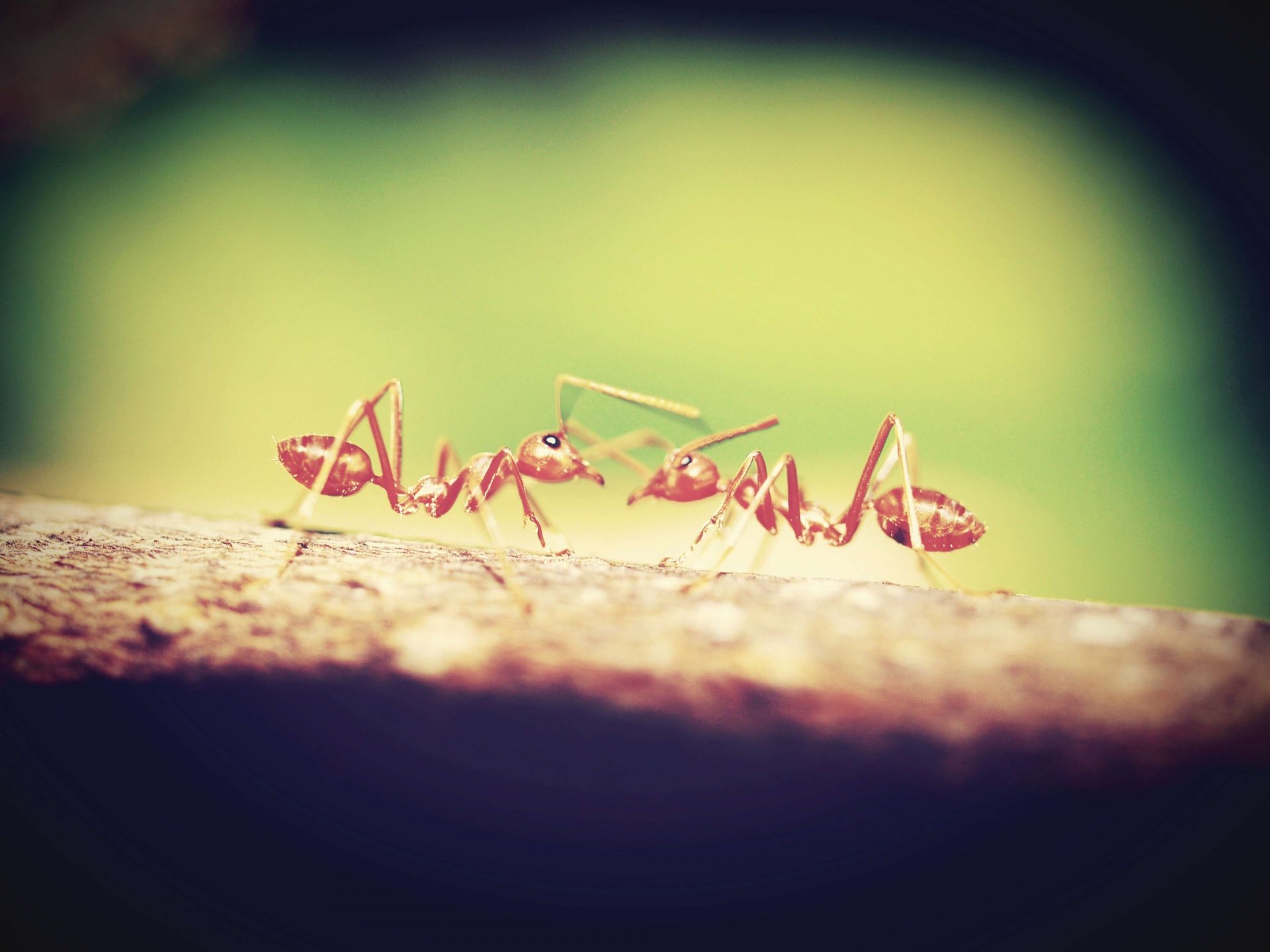 Red Ant Stock Photos
