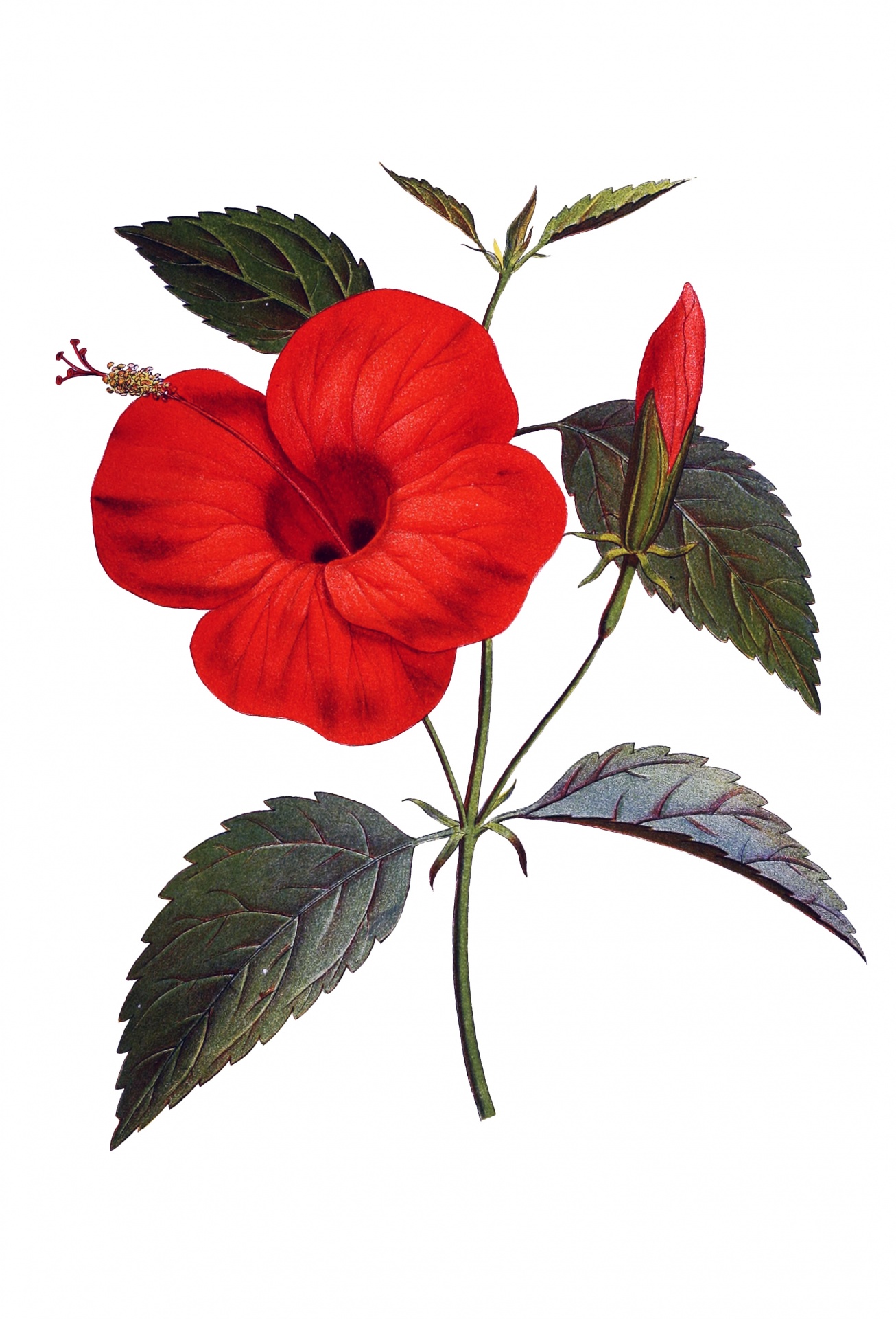 Red Hibiscus Flower Clipart