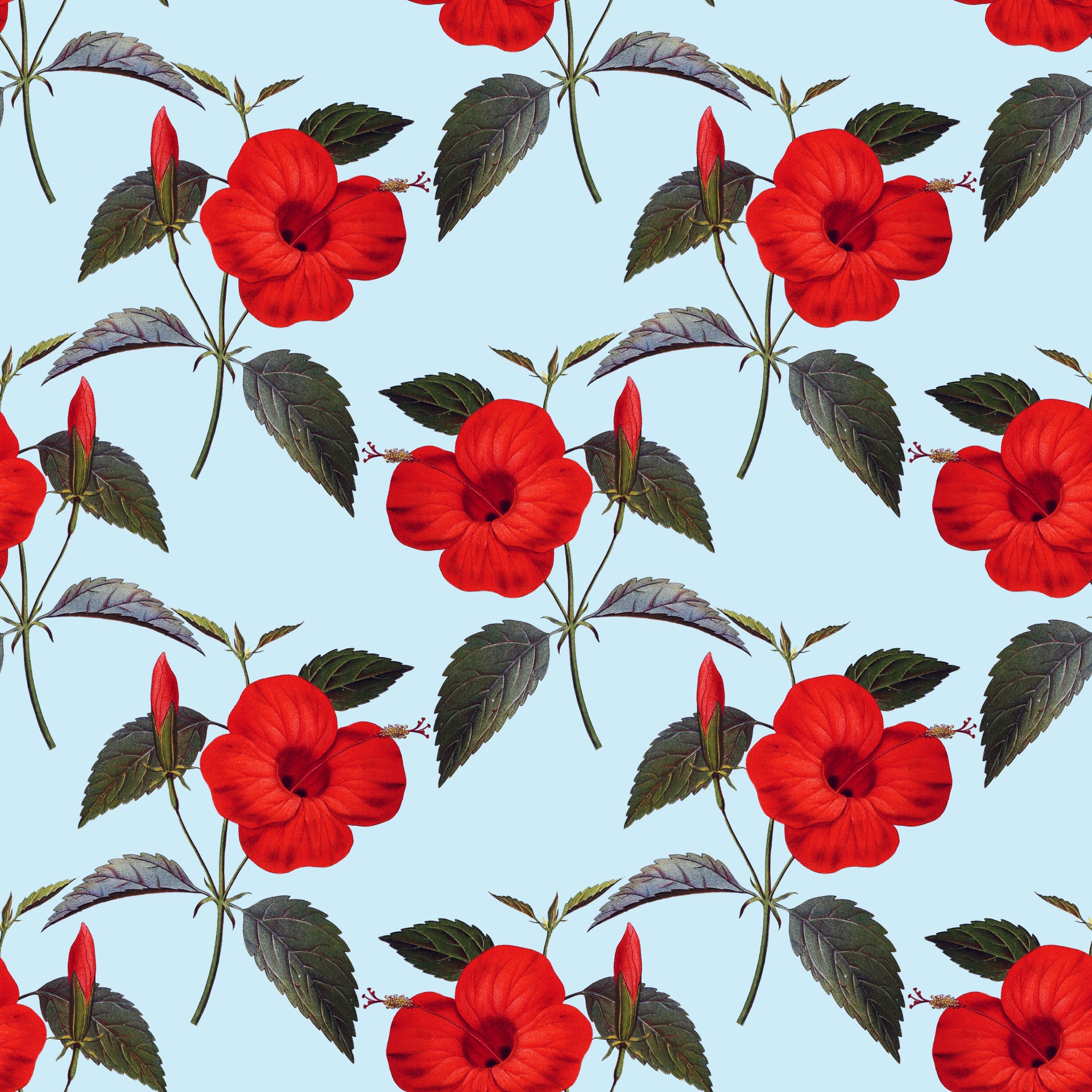 Red Hibiscus Flowers Background