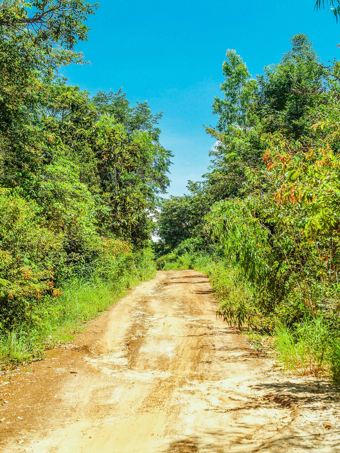 Road In Rural Area Farm