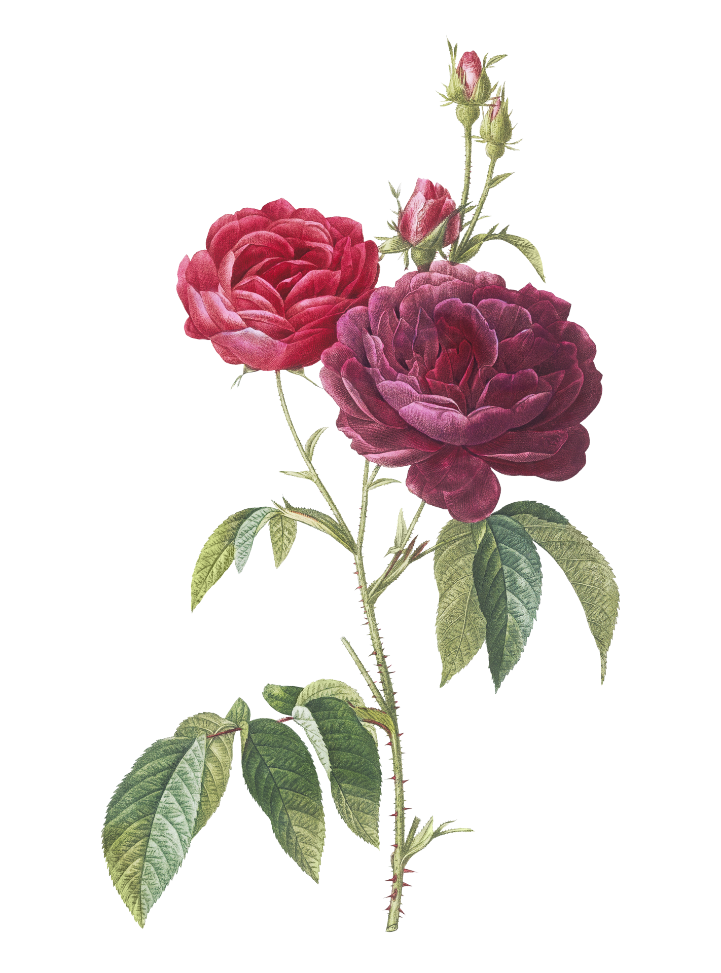 Rose Blossom Flower Vintage