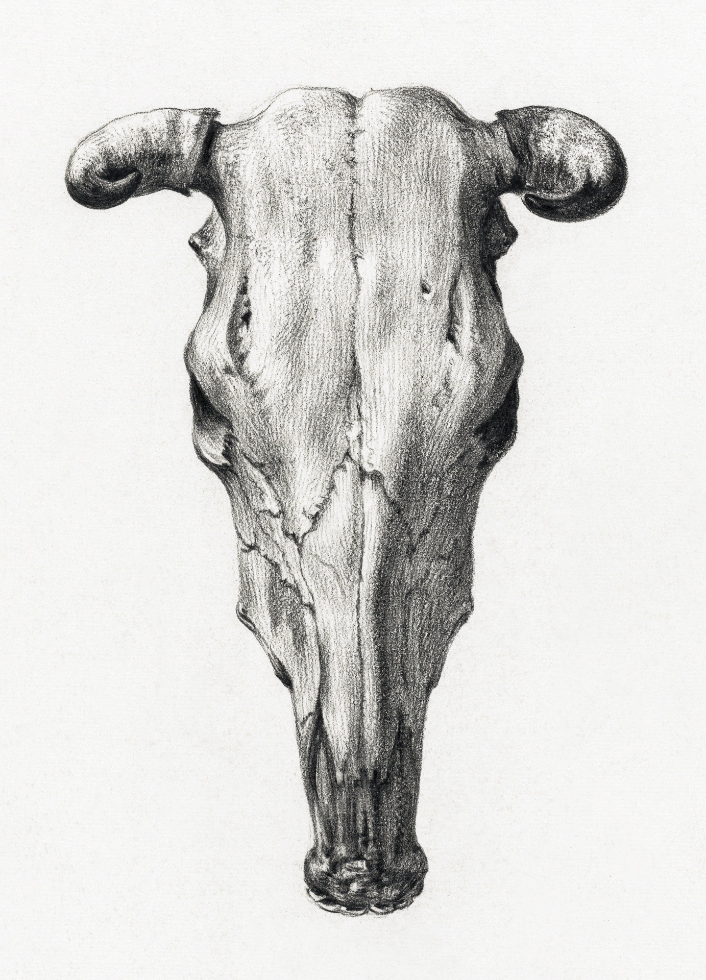 Skull cattle horns vintage art old 1900 century hand painted illustration antique art decorative illustration graphic dead head bull