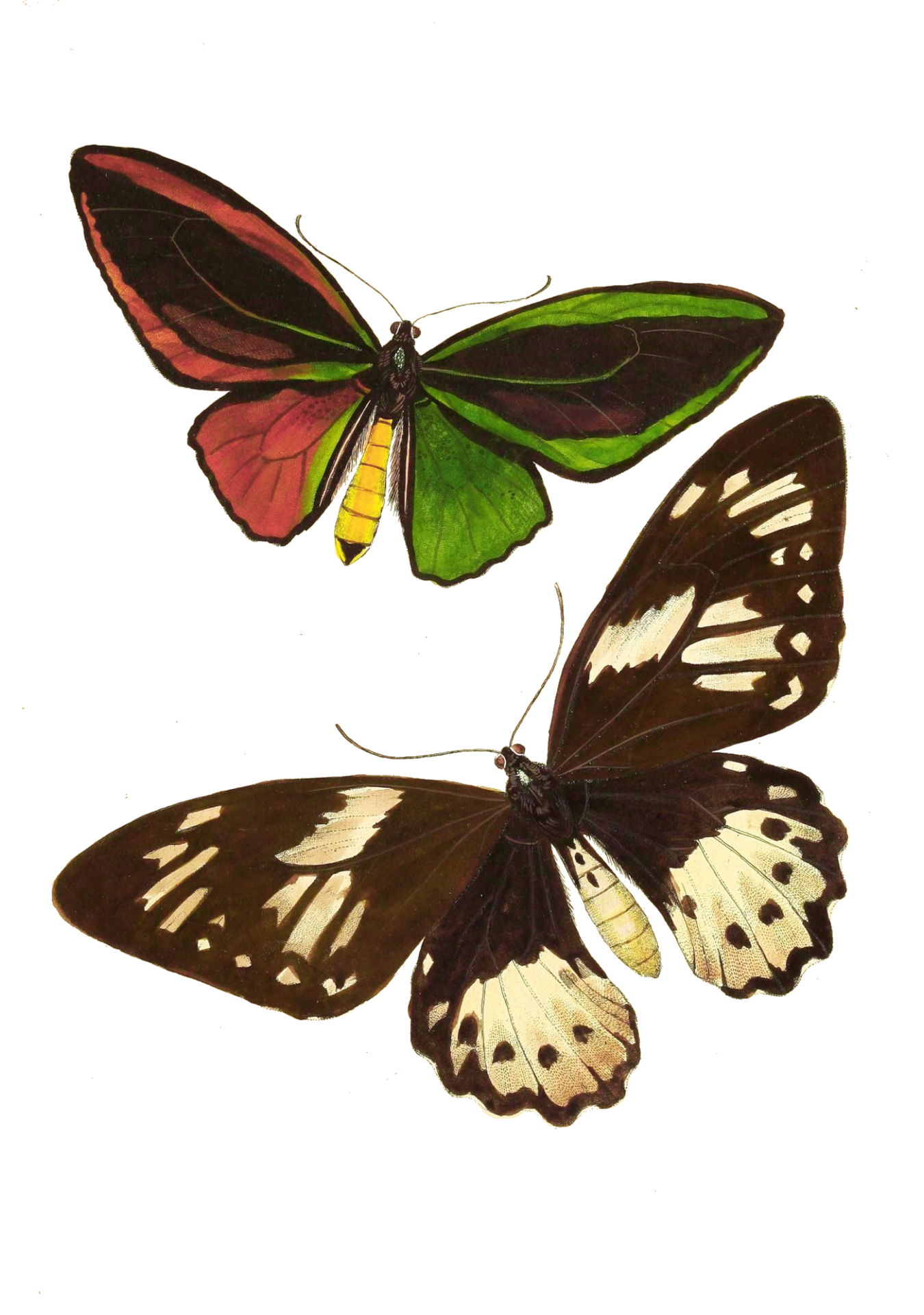 Butterfly Moth Vintage Art