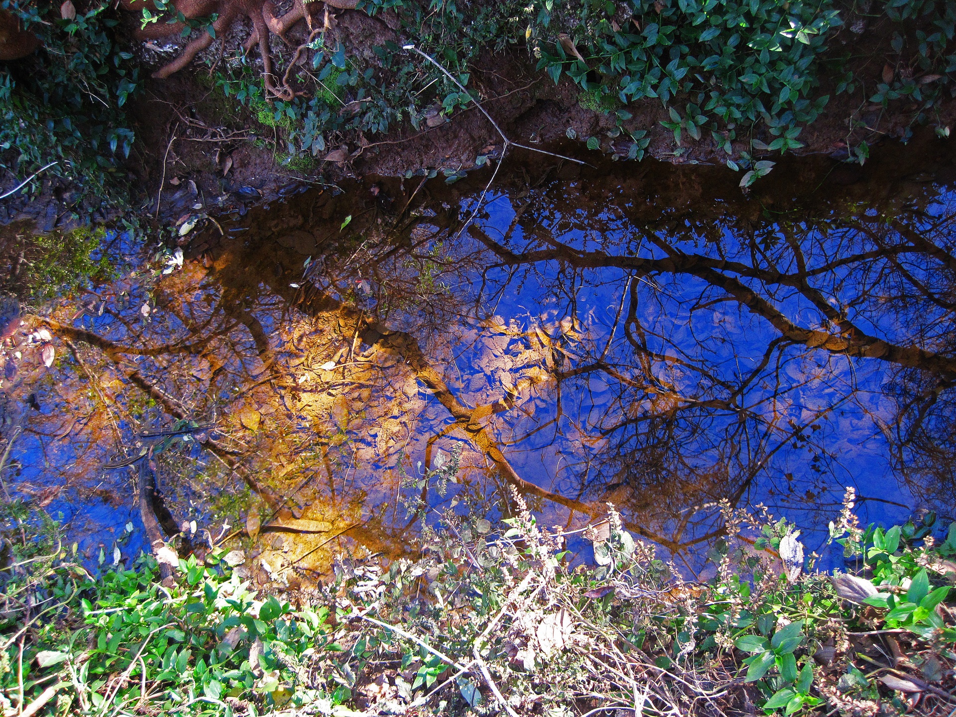 shallow water trench with dead leaves and reflections