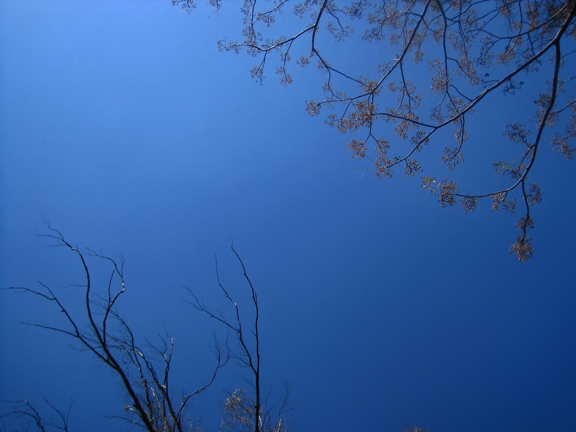 Tips Of Tree Tops Against Blue Sky