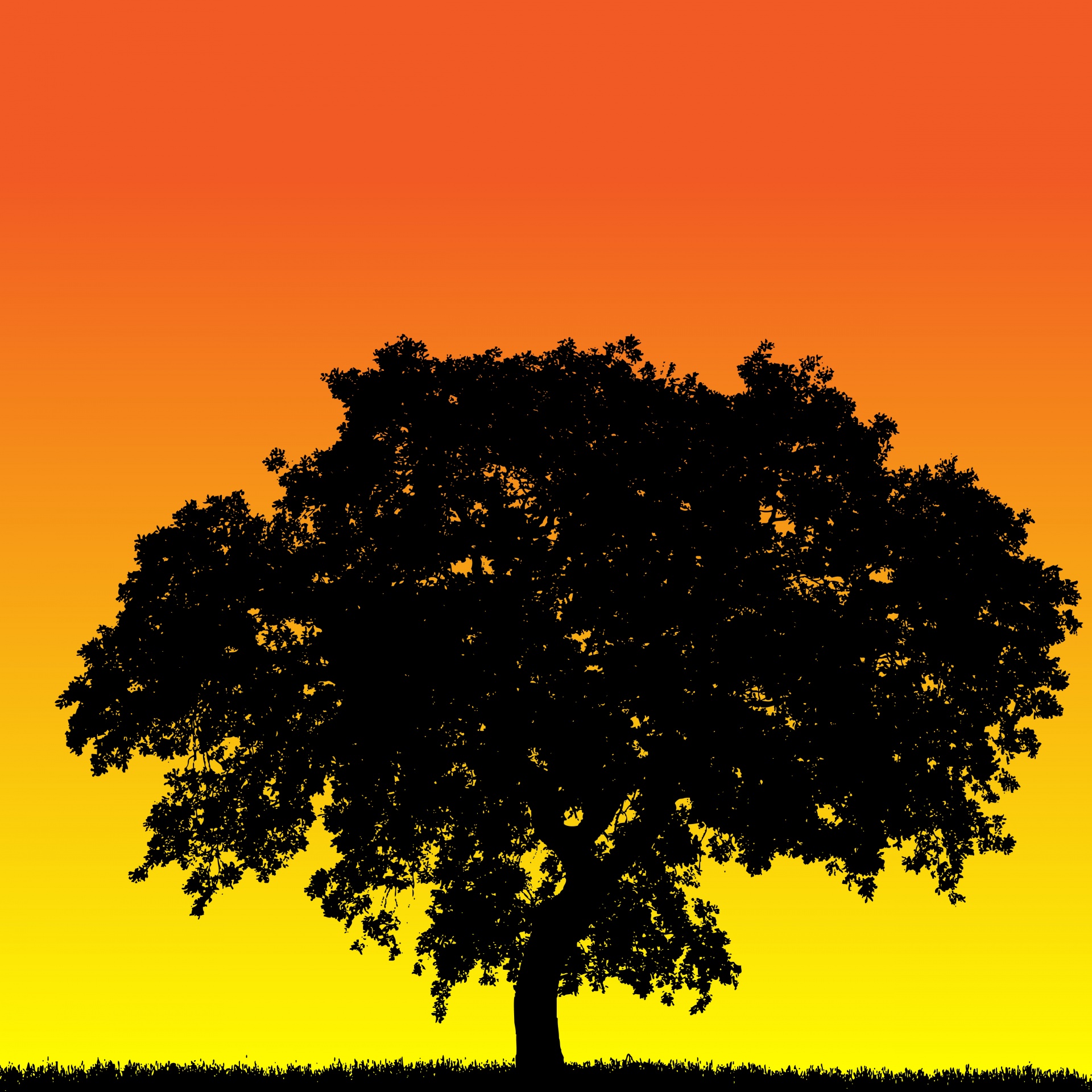 Oak tree silhouette at sunset against yellow orange sky background