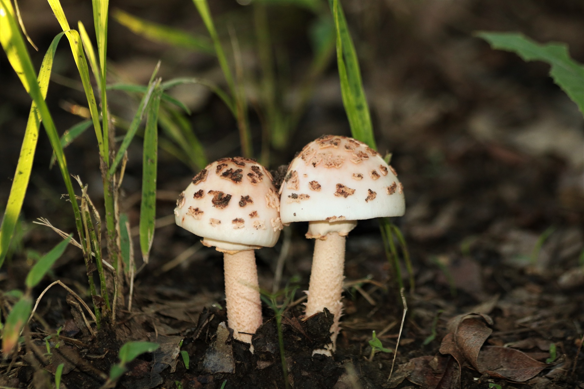 Close-up of two little Amanita blusher mushrooms growing in brown leaves and grass.
