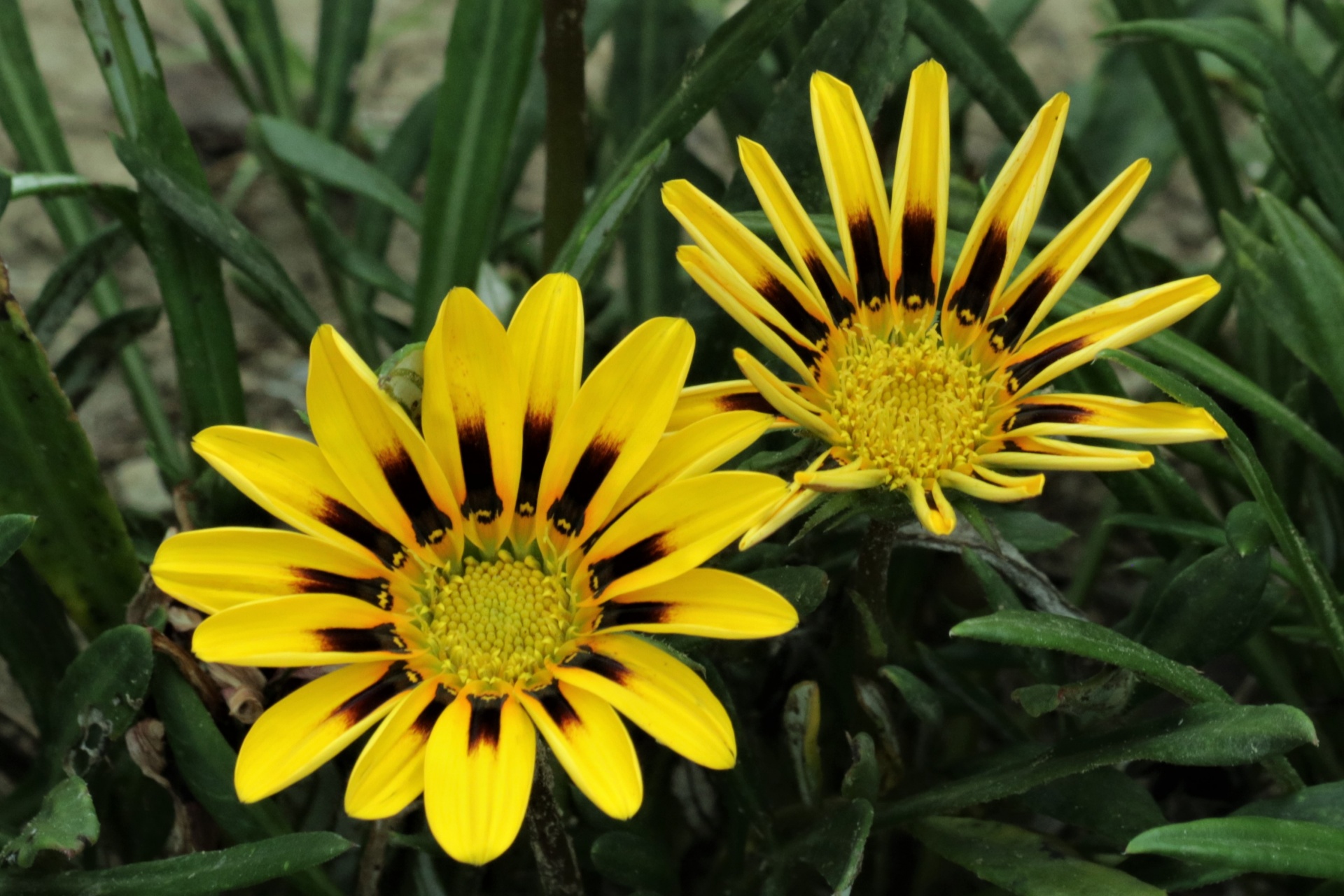 Two Yellow Gazania Flowers Close-up