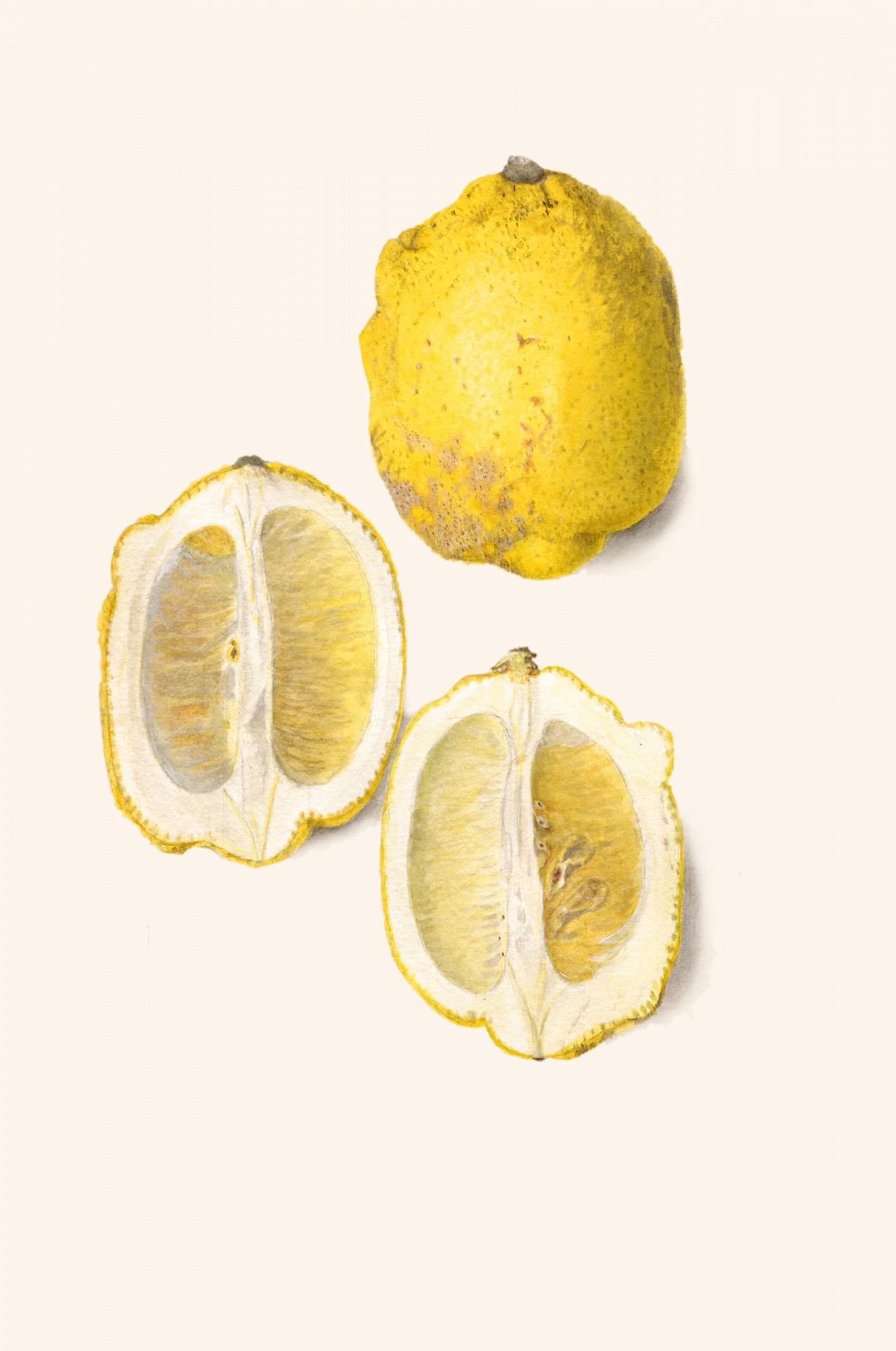 Lemon Fruit Fruit Vintage