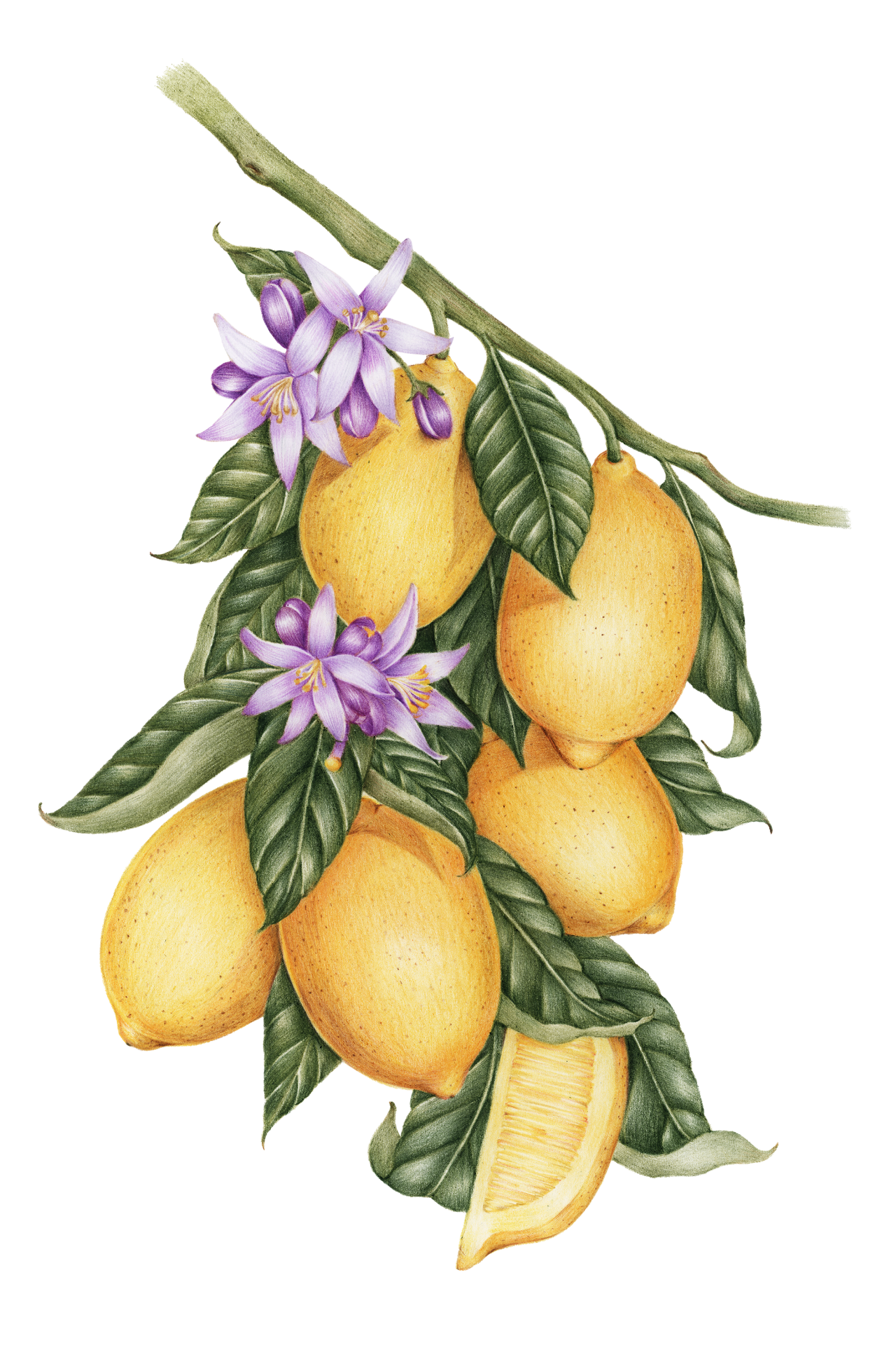 Lemon Fruit Vintage Fruit