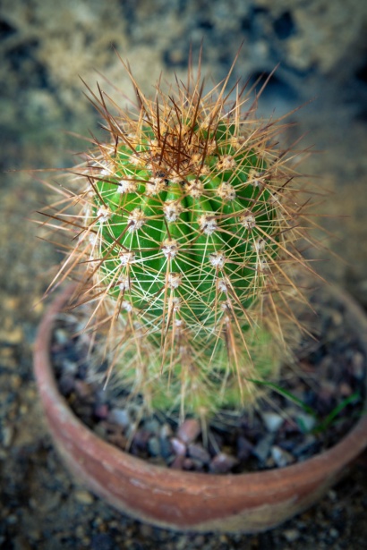 406 Ilustrações de Cactus In A Pot - Getty Images