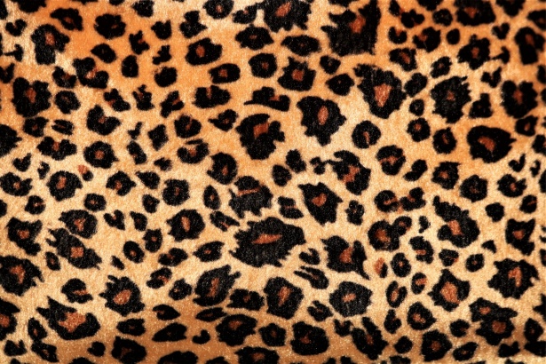 Leopard Print Background Free Stock Photo - Public Domain Pictures