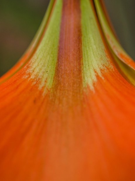 オレンジ色の花の背景 無料画像 Public Domain Pictures