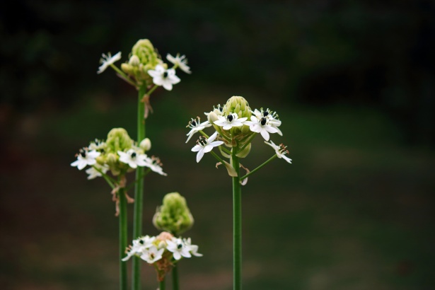 万年青花在长茎上免费图片 Public Domain Pictures