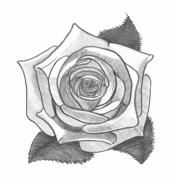 Trandafir. Schiță creion Poza gratuite - Public Domain Pictures