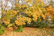 Autumn, Forest