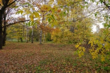 Forest, Park, Autumn,