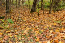 Park, Forest, Autumn