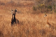 A Group Of Four Giraffe In Grass