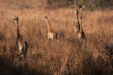 A Group Of Giraffe Moving Away