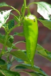A Pointed Sweet Green Pepper