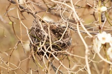 Abandoned Hummingbird Nest