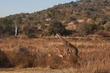 Adult And Two Younger Giraffe