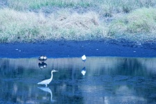 African Spoonbill And Grey Heron
