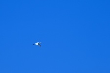 African Spoonbill Flying High