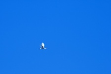 African Spoonbill In Blue Sky