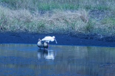 African Spoonbill Wading In Dam