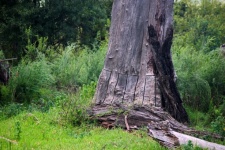 Alien Tree Stripped Of Bark At Base