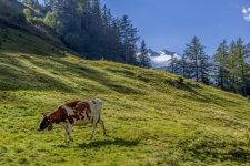 Alpine Milk Cow