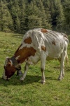 Alpine Milk Cow
