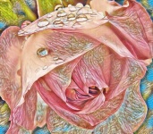 Amazing Beautiful Art Rose Image